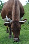Russbach_753